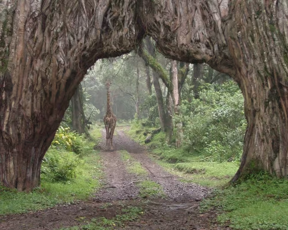 big tree